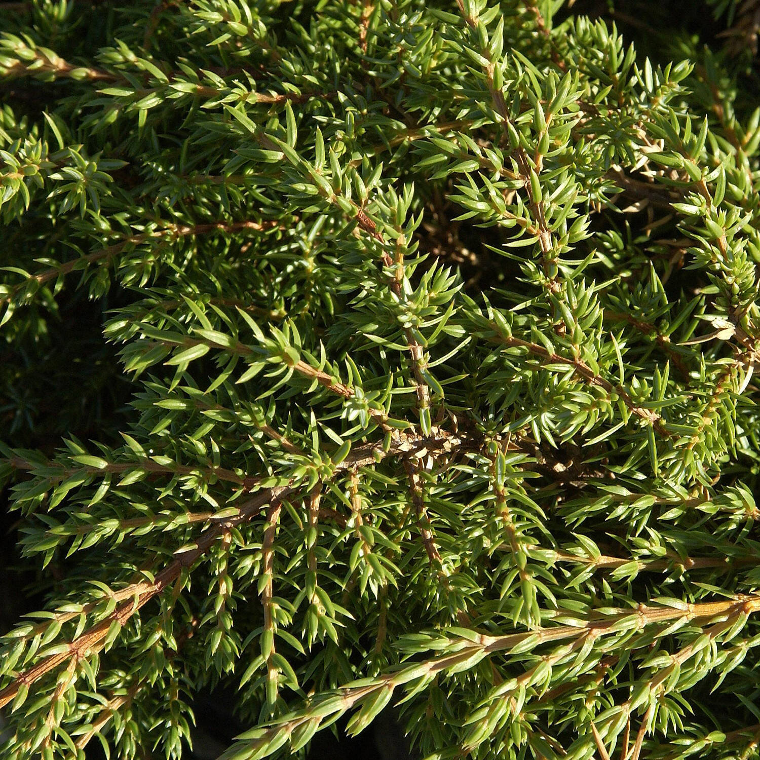 Kategorie <b>Nadelbäume u. Koniferen </b> - Kriechwacholder 'Green Carpet' - Juniperus communis 'Green Carpet'