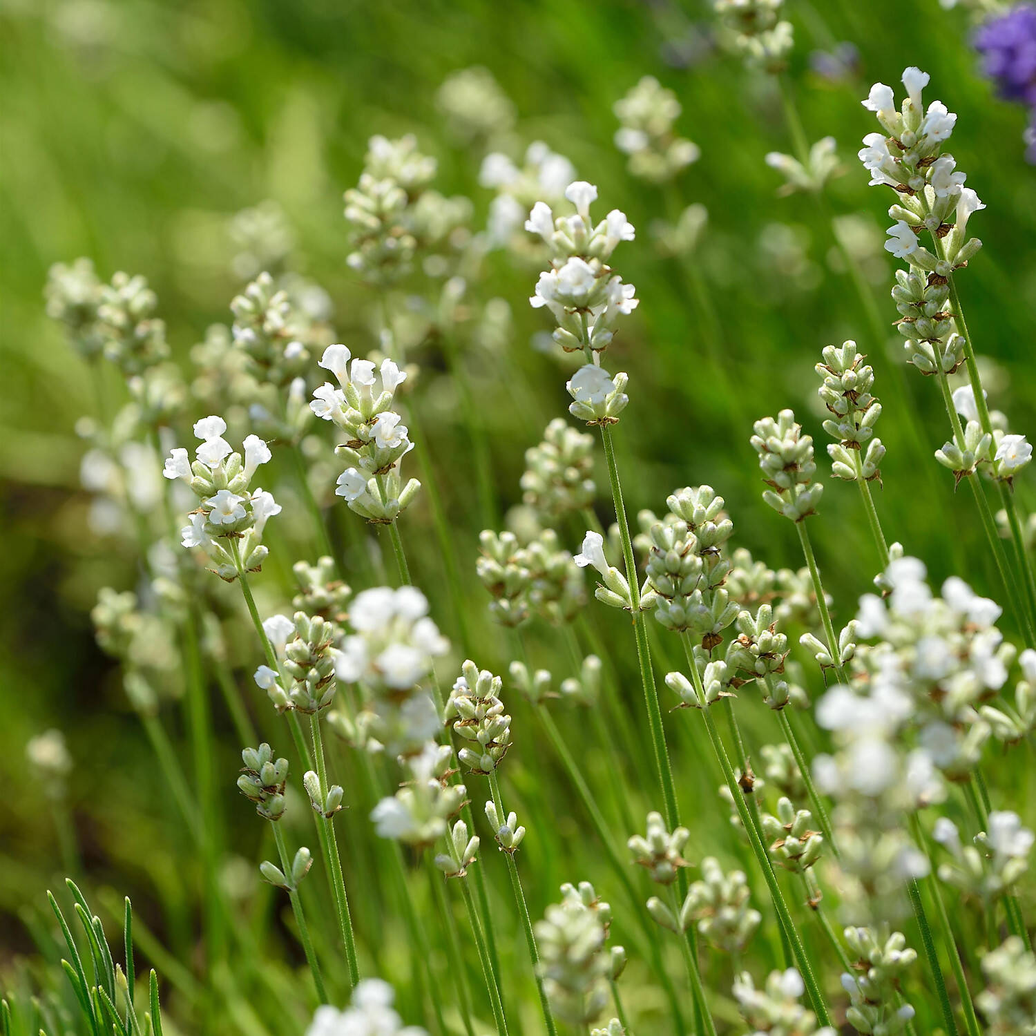 Kategorie <b>Bodendecker </b> - Weißblühender Lavendel 'Nana Alba' - Lavandula angustifolia 'Nana Alba'