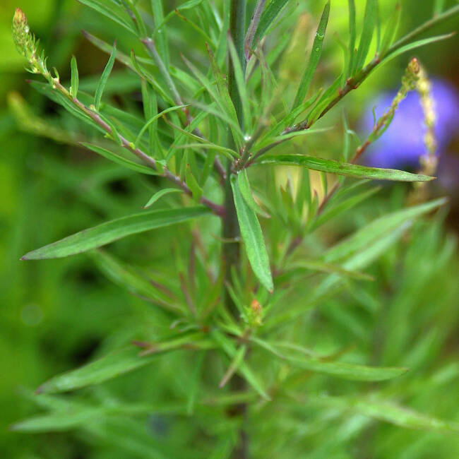 Linaria purpurea  P 0,5