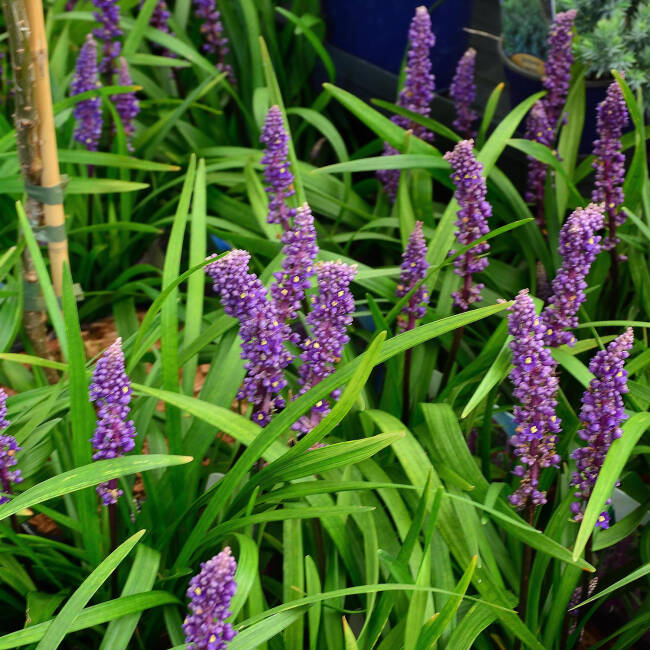 Liriope muscari Royal Purple  P 0,5