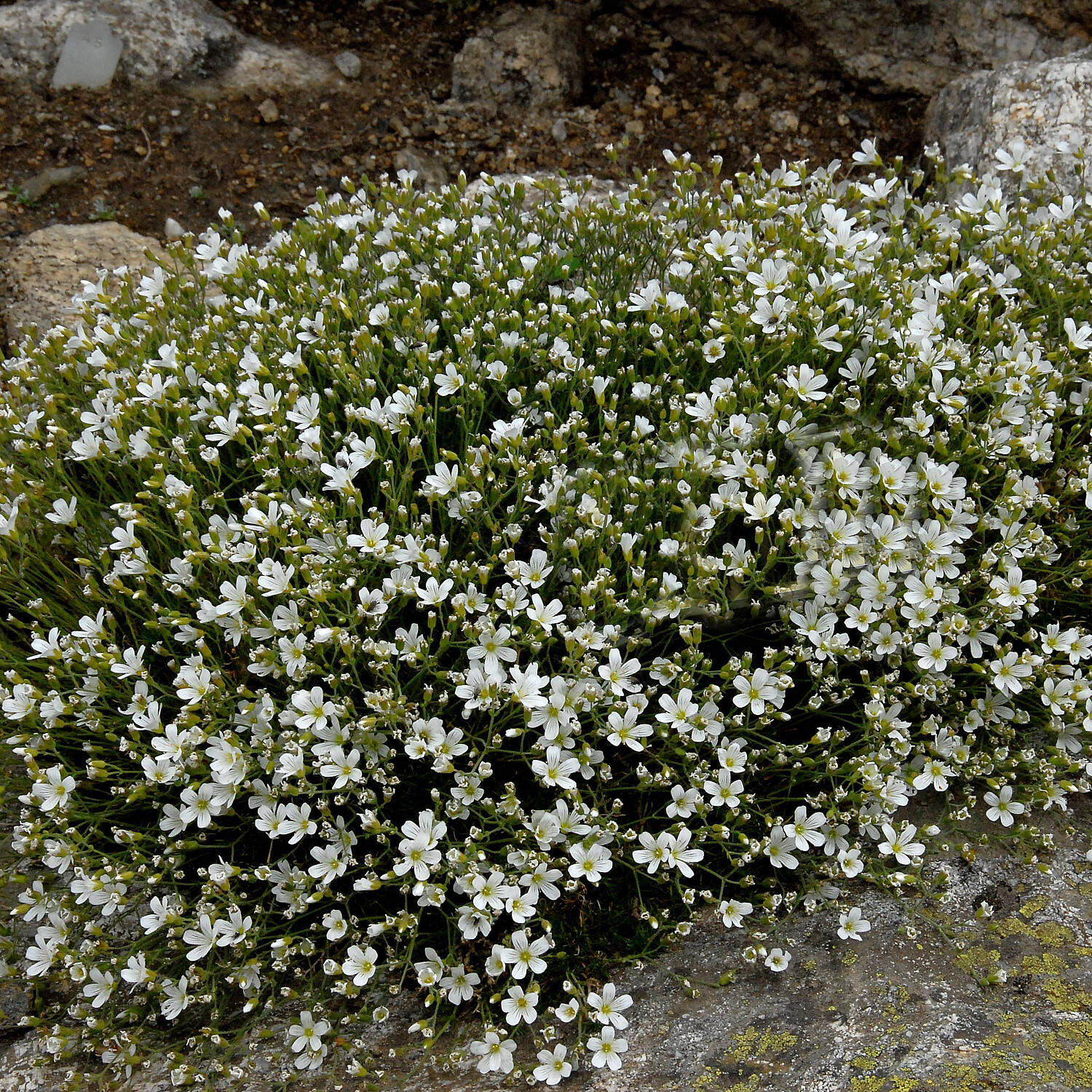  Lärchenblättrige Miere - Minuartia laricifolia