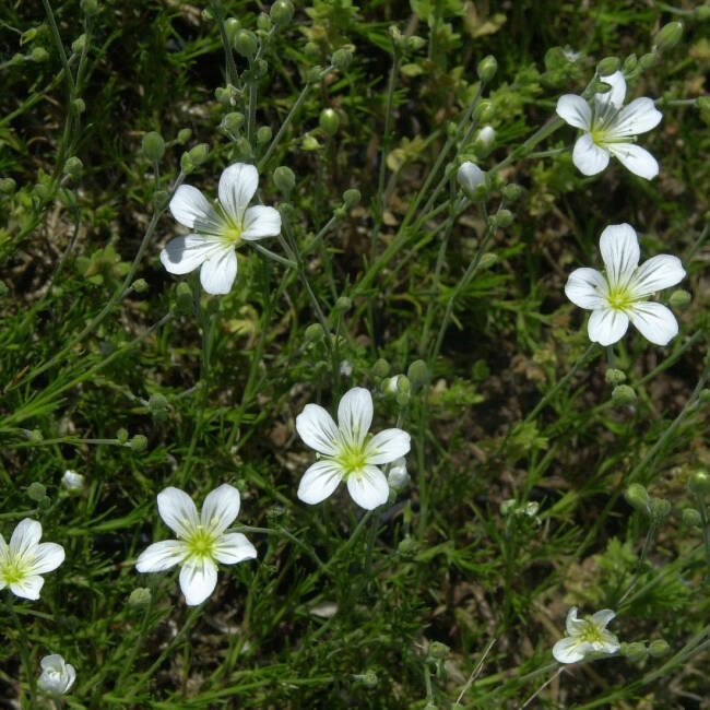Minuartia laricifolia P 0,5