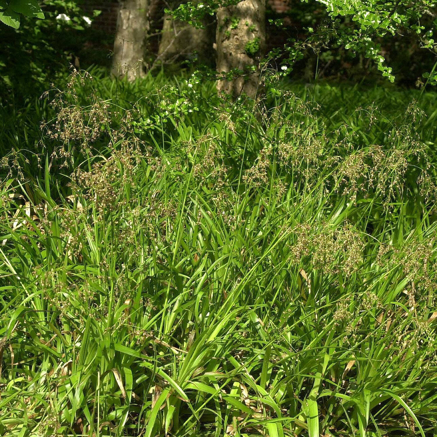 Kategorie <b>Bodendecker </b> - Wald Simse - Luzula sylvatica