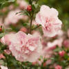 Hibiscus syriacus Pink Chiffon  C 5 40-60 cm