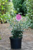 Hibiscus syriacus Purple Ruffles C 5 40-60 cm