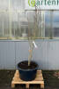 Cercis chinensis Avondale C 65 150-175 cm
