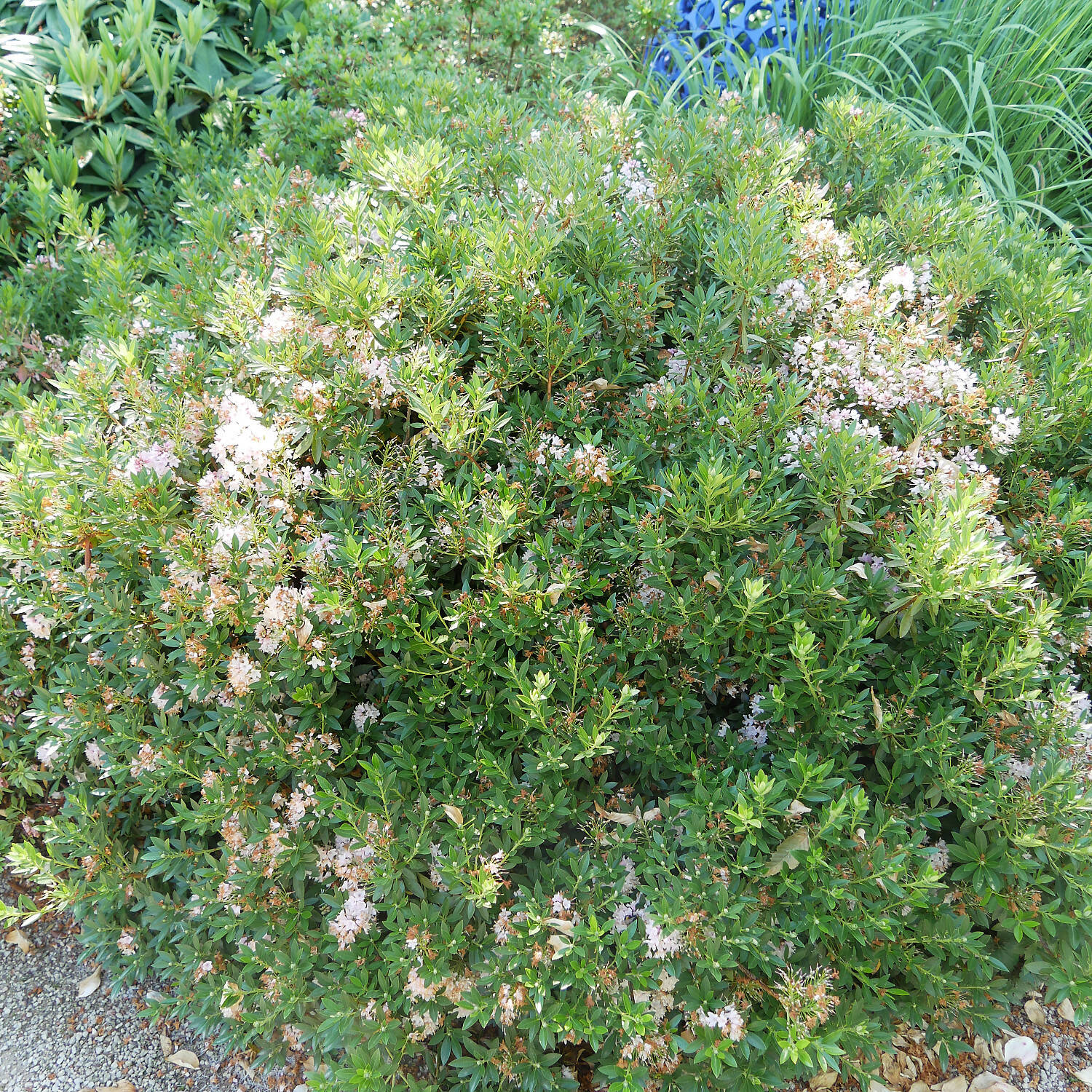 Kategorie <b>Laubbäume </b> - Zwerg-Rhododendron 'Bloombux Magenta'® - Rhododendron micranthum 'Bloombux Magenta'®