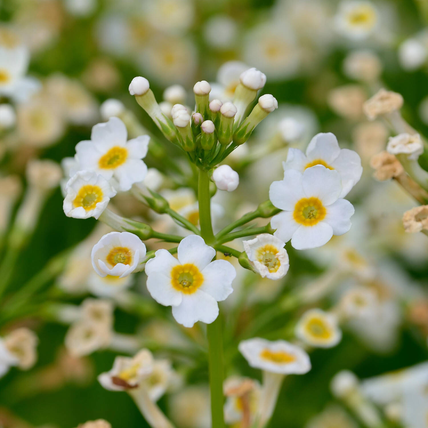 Kategorie <b>Stauden </b> - Etagen-Primel 'Alba' - Primula japonica 'Alba'