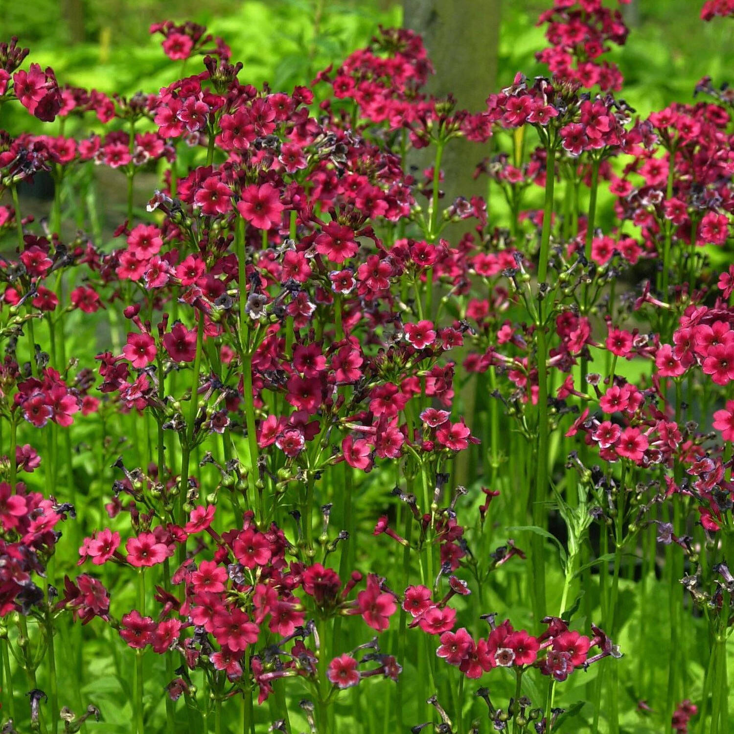  Etagen-Primel 'Millers Crimson' - Primula japonica 'Millers Crimson'