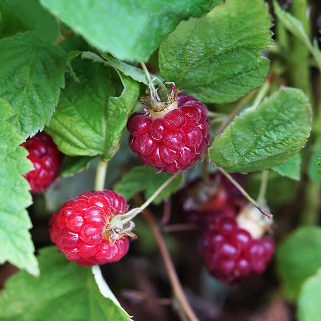 Rubus idaeus Lucky Berry®