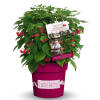 Rubus idaeus Lucky Berry® C 5 40-60 cm