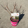 Rubus idaeus Lucky Berry® C 5 40-60 cm