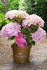 Hydrangea macrophylla Dolly Buster ® C 5 30-40 cm