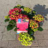 Hydrangea macrophylla Endless Summer® Summer Love C 5 30-40 cm