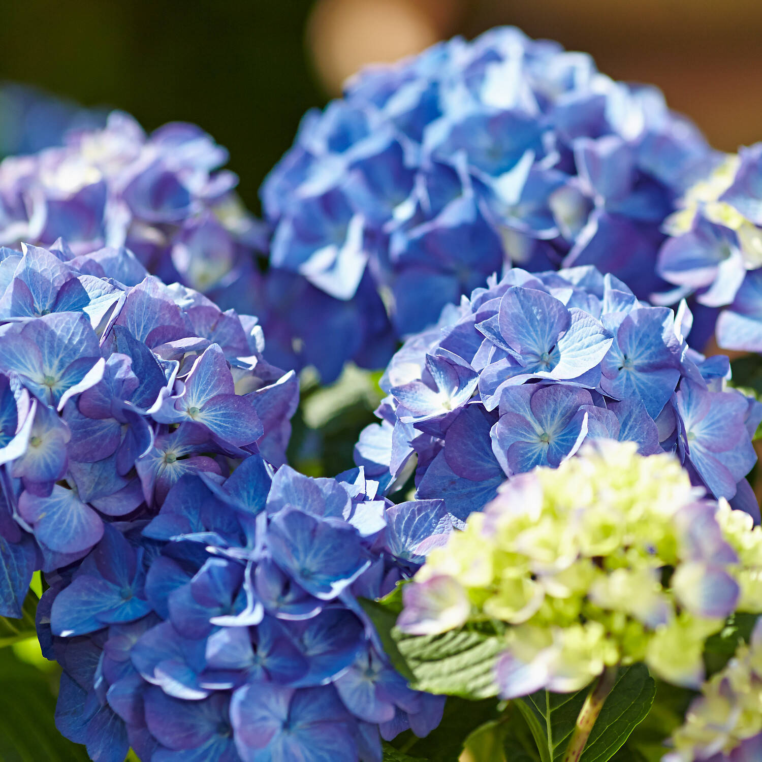 Kategorie <b>Laubbäume </b> - Blaue Ballhortensie 'Diva fiore' ® - Hydrangea macrophylla 'Diva fiore' ® (Blau)