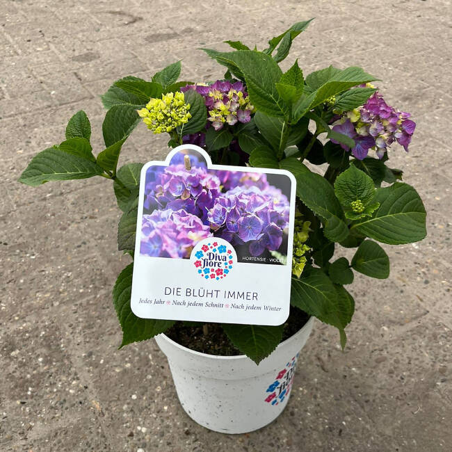 Hydrangea macrophylla Diva fiore ® (Violett) C 5 30-40 cm