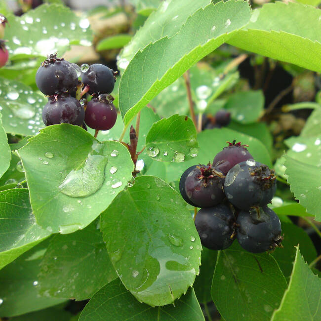 Amelanchier alnifolia Greatberry Aroma