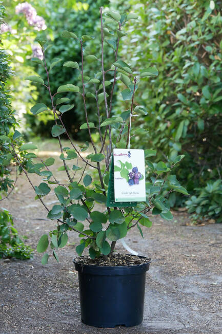 Amelanchier alnifolia Greatberry Aroma C 5 40-60 cm