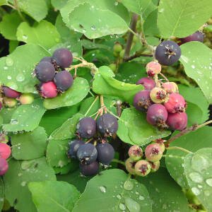 Amelanchier alnifolia Greatberry Fruity