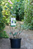 Amelanchier alnifolia Greatberry Fruity C 5 40-60 cm