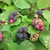 Amelanchier alnifolia Greatberry Fruity C 5 40-60 cm