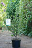 Amelanchier alnifolia Greatberry Garden C 5 40-60 cm