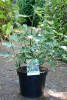 Ficus carica Firoma C 10 60-80 cm