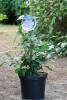 Hibiscus syriacus Blue Chiffon ® C 5 40-60 cm