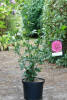 Hibiscus syriacus Magenta Chiffon C 5 40-60 cm