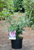 Hibiscus syriacus Maike C 5 40-60 cm