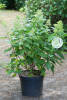 Hydrangea paniculata Magical Candle C 7,5 60-80 cm