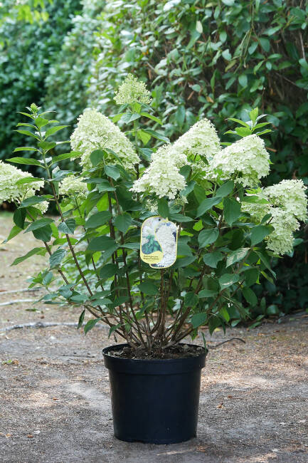 Hydrangea paniculata Sweet Summer C 7,5 40-60 cm