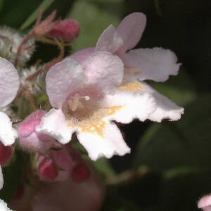 Kolkwitzia amabilis Rosea