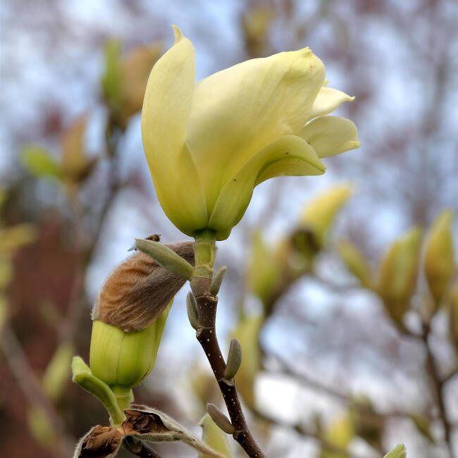 Magnolia acuminata Elizabeth