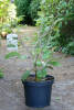 Magnolia Colossus C 7,5 60-80 cm