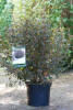 Physocarpus opulifolius Magical Sweet Cherry Tea C 5 30-40 cm