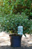 Viburnum tinus C 4 30-40 cm