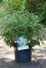 Viburnum tinus Eve Price C 4 30-40 cm