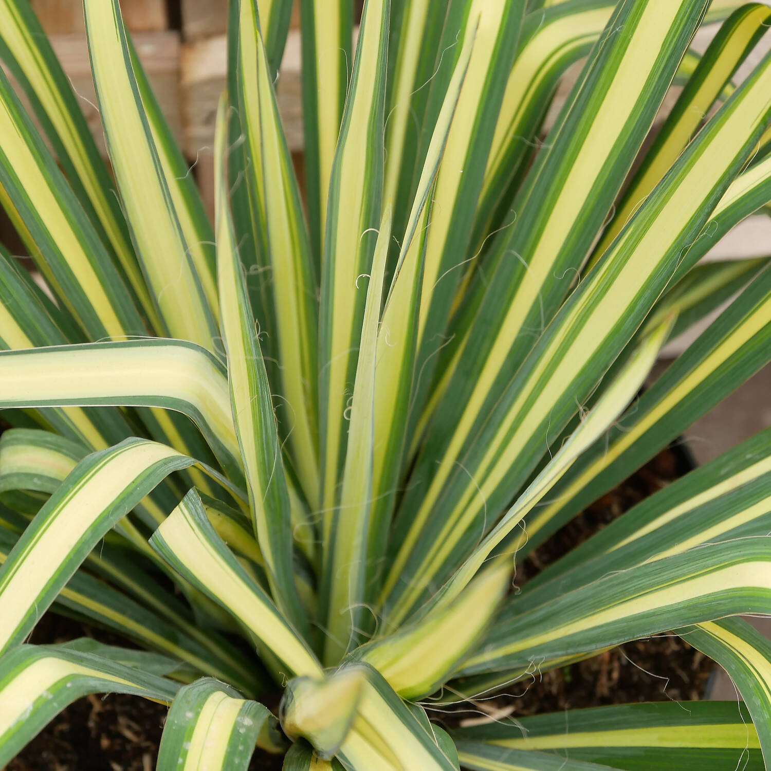  Palmlilie 'Golden Sword' - Yucca flaccida 'Golden Sword'