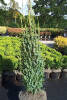 Juniperus communis Arnold C 5 50-60 cm