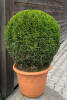 Thuja occidentalis Smaragd C 10 Dekotopf Kugel 35-40 cm