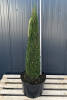 Thuja occidentalis Smaragd Toskanasäule 80-100 cm