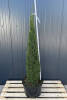 Thuja occidentalis Smaragd Toskanasäule 100-120 cm