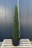 Thuja occidentalis Smaragd Toskanasäule 120-140 cm