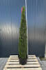 Thuja occidentalis Smaragd Toskanasäule 140-160 cm