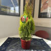 Thuja occidentalis Golden Smaragd® C 3 rot 40-60 cm mit Weihnachtsetikett