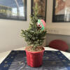 Picea abies Will´s Zwerg C 5 rot 30-40 cm mit Weihnachtsetikett