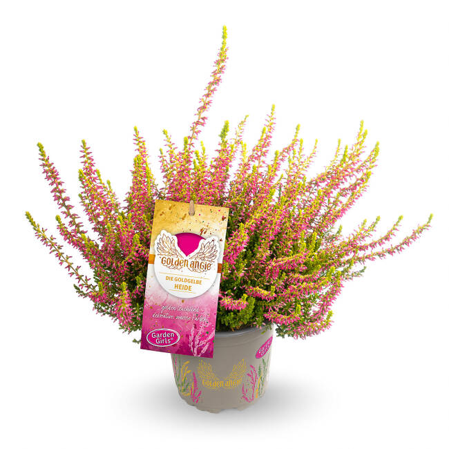 Calluna vulgaris Gardengirls® Golden Angie P 0,5 15-20 cm