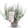 Calluna vulgaris Gardengirls® Fluffy P 0,5 15-20 cm