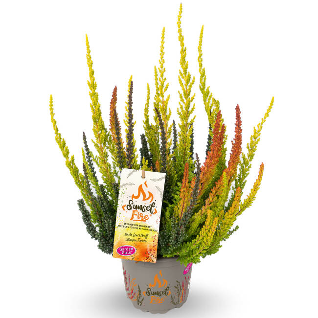 Calluna vulgaris Gardengirls® Sunset Fire P 0,5 15-20 cm